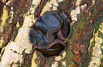 Black bulgar (Bulgaria inquinans) on Sessile oak (Quercus petrea), Warren Wood, Herefordshire, England, November. Focus stacked.