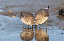 Red knots (Calidris canutus) in winter plumage feeding co-operatively on tidal mudflats. Holy Island (Lindisfarne), Northumberland, England, UK December.
