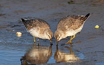 Red knots (Calidris canutus) in winter plumage feeding co-operatively on tidal mudflats. Holy Island (Lindisfarne), Northumberland, England, UK December.