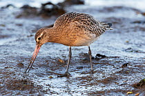 Bar-tailed godwit (Limosa lapponica) feeding by probing into the mud. Holy Island (Lindisfarne), Nothumberland, England, UK December.
