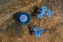 Blue dragon seaslug (Glaucus atlanticus) with blue button hydroid colony (Porpita porpita) on which it feeds. Tenerife, Canary Islands. October