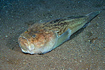 Atlantic stargazer fish (Uranoscopus scaber) on the the sea floor, usually seen buried in the sand with just head and mouth visible. Canary Islands, Tenerife. August
