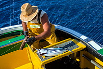 Artisanal and selective fishing for Skipjack tuna (Katsuwonus pelamis). Tenerife, Canary Islands. Atlantic ocean. December 2020