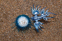 Blue dragon seaslug (Glaucus atlanticus) with Blue button hydroid colony (Porpita porpita) on which it feeds. Tenerife, Canary Islands. October
