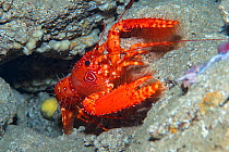 Red Atlantic reef lobster (Enoplometopus antillensis) Tenerife, Canary Islands. August