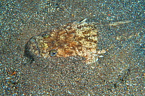 Atlantic stargazer (Uranoscopus scaber) buried in seafloor, Tenerife, Canary Islands. August