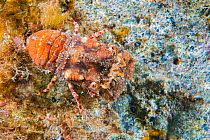 Lesser locust lobster (Scyllarus arctus) Tenerife, Canary Islands. July