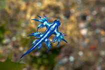 Blue dragon seaslug (Glaucus atlanticus) swimming,Tenerife, Canary Islands. September