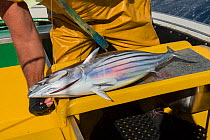 Fisherman with Skipjack tuna (Katsuwonus pelamis) caught using Artisanal and selective tuna fishing. Tenerife, Canary Islands. Atlantic ocean. December