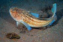 Atlantic stargazer fish (Uranoscopus scaber) swimming along the sea floor. Usually seen buried in the sand with just head and mouth visible. Canary Islands, Tenerife. August