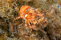 Lesser locust lobster (Scyllarus arctus), Tenerife, Canary Islands. July