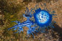 Blue dragon seaslug (Glaucus atlanticus) feeding on Blue button hydroid colony (Porpita porpita) Tenerife, Canary Islands. October