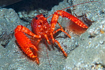 Red Atlantic reef lobster (Enoplometopus antillensis). Tenerife, Canary Islands. August