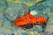 Red Atlantic reef lobster (Enoplometopus antillensis). Tenerife, Canary Islands. June
