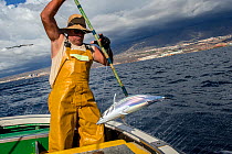 Artisanal and selective tuna fishing (Katsuwonus pelamis). Tenerife, Canary Islands. Atlantic ocean. December 2020