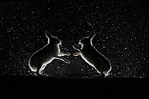 Mountain hares (Lepus timidus) fighting in snow at night, Vauldalen, Norway, April.