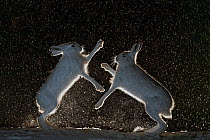 Mountain hares (Lepus timidus) fighting in snow at night, Vauldalen, Norway, April.