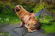 Galapagos sea lion (Zalophus wollebaeki) newborn pup , Puerto Egas, Santiago Island, Galapagos, Ecuador