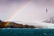 Light-mantled sooty albatross (Phoebetria palpebrata) flying over Fortuna Glacier with rainbow, Fortuna Bay, South Georgia. (digitally stitched image) similar to 01296715
