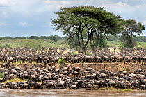 Herds of White-bearded wildebeest (Connochaetes taurinus albojubatus) waiting to cross the Mara River. Northern Serengeti National Park, Tanzania (early September).