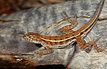 Mallee military dragon (Ctenophorus fordi) Goldfields, western Australia.