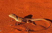 Central military dragon (Ctenophorus isolepis) Rudall River National Park, Western Australia