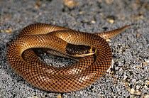 Gould's snake (Parasuta gouldii) Wheatbelt, Western Australia. Endemic to Western Australia. Venomous.