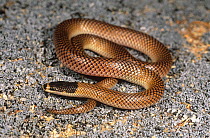 Gould's snake (Parasuta gouldii) Wheatbelt, Western Australia. Endemic to Western Australia. Venomous.