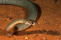 Ringed brown snake (Pseudonaja modesta) Western Australia. Venomous species.