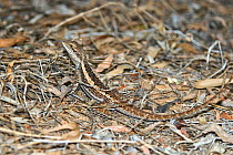Burn&#39;s dragon (Amphibolurus burnsi) Diamantina River, Queensland, Australia.