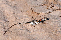 Spotted military dragon (Ctenophorus maculatus griseus) Esperance, Western Australia.