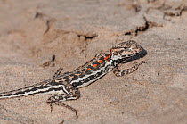 Spotted military dragon (Ctenophorus maculatus griseus) Esperance, Western Australia.