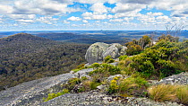 View from summit of Mount Frankland over Karri forest (Eucalyptus diversicolor), South west, Mount Frankland National Park, Western Australia, September 2020