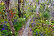 Flowering understorey at summit trail to Mount Frankland, Mount Frankland National Park, Western Australia, September 2020