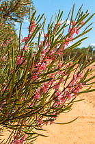 Hakea (Hakea erecta), in Great Western Woodlands, Western Australia, Western Australian endemic.September