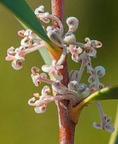Marble Hakea (Hakea incrassata), northern sandplains, Western Australia, Western Australian endemic, June