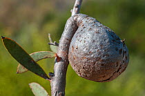 Marble hakea (Hakea incrassata) nut, northern sandplains, Western Australia, Western Australian endemic, June