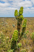 Royal Hakea (Hakea victoria), Fitzgerald River National Park, Western Australia, Western Australian endemic. November