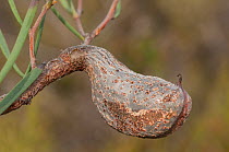 Hakea (Hakea candolleana) nut, Western Australian endemic, July