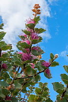 Hood leaved Hakea (Hakea cucullata), Western Australian endemic, Western Australia.