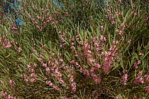 Hakea (Hakea erecta), Great Western Woodlands, Western Australia. Western Australian endemic.