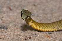 Crowned snake (Elapognathus coronatus) Walpole, Western Australia. Endemic.