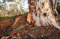 Western carpet python (Morelia spilota imbricata) Western Australia. Endemic subspecies.