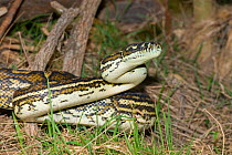 Eastern carpet python (Morelia spilota mcdowelli) northern New South Wales, Australia.