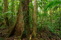 Subtropical Rainforest, Toonumbar National Park, New South Wales, Australia. February 2013