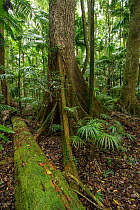 Subtropical Rainforest, Toonumbar National Park, New South Wales, Australia. February 2013