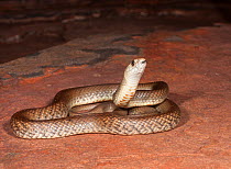 Western brown snake (Pseudonaja mengdeni) Karijini National Park, Western Australia. Venomous species.