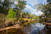 Mimosa creek on sandstone plateau, Blackdown Tableland National Park, southern Queensland, Australia, February 2013
