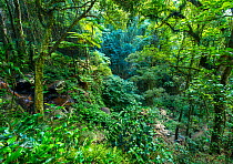 Subtropical rainforest , Bunya Pine Mountains National Park, southern Queensland, Australia,February 2013