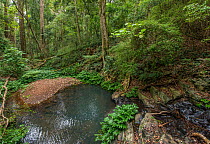 Subtropical rainforest , Bunya Pine Mountains National Park, southern Queensland, Australia,February 2013